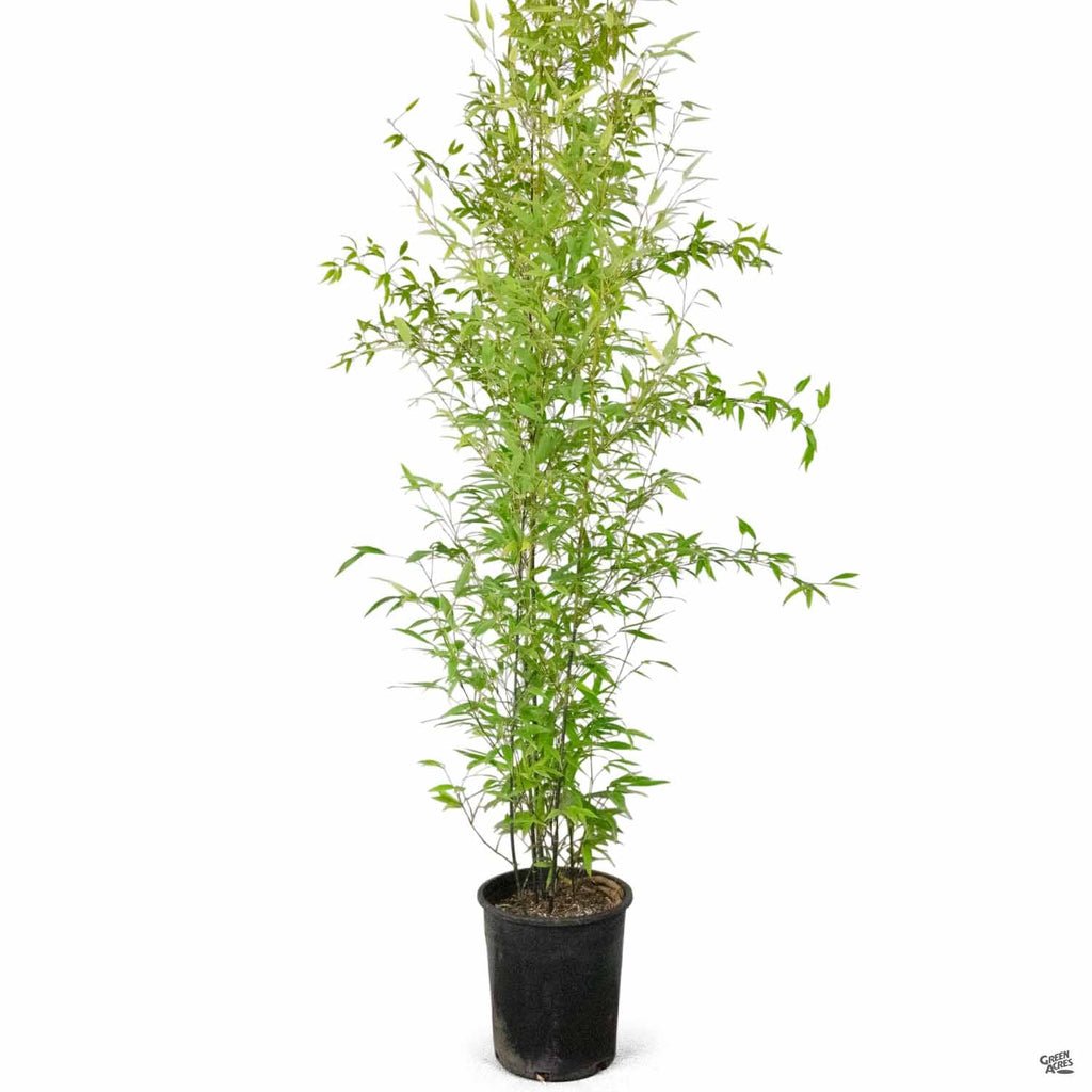 Phyllostachys atrovaginata (Incense Bamboo)